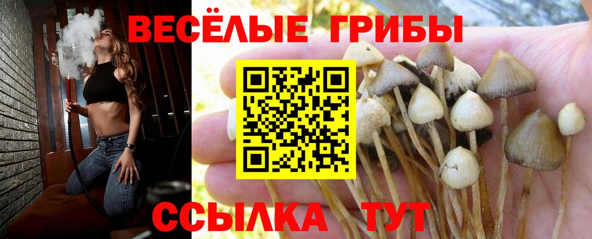 Псилоцибиновые грибы Psilocybe  Вход с VPN  Родники 